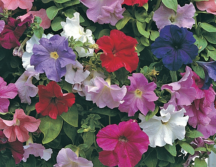 Sow your #petunia seeds this month for good value summer bedding. And if you take cuttings from the plants as they grow, you can completely transform your entire garden with low-cost colour! 

Read our petunia masterclass for expert advice:  blog.thompson-morgan.com/petunia-master…