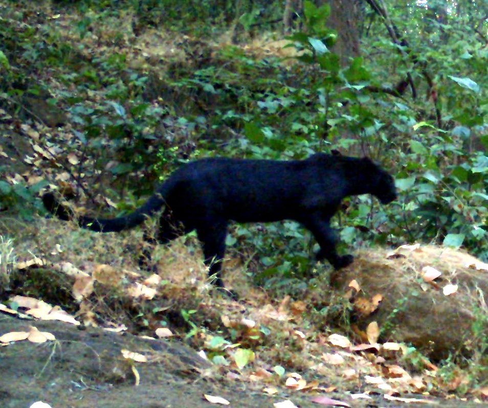 manas_muduli's tweet photo. Black panther spotted again in Hemgiri range, Sundargarh, Odisha. Captured in camera trap six years ago vs the recent one. 

            2018                                          2024 https://t.co/nBfIKY1ypJ
