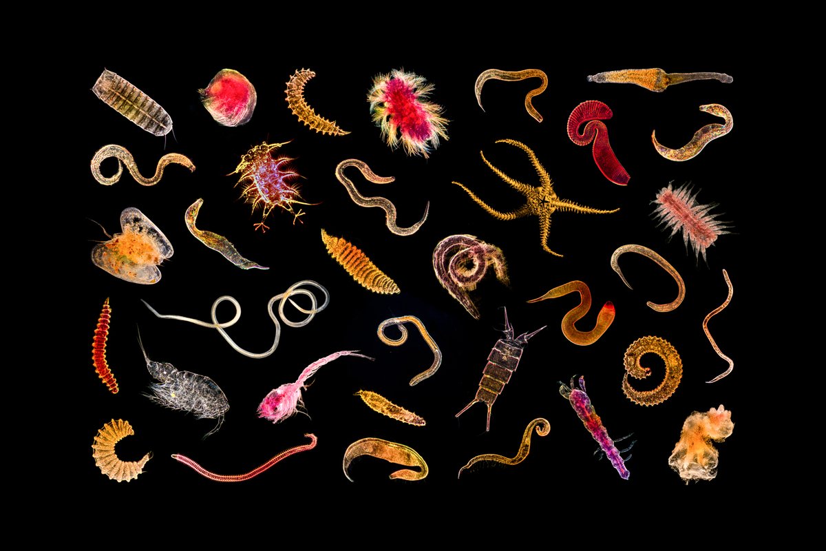 🪸 ISA is accepting proposals for a #consultant for the development of a groundbreaking project document on facilitating the global sharing of deep-sea genetic data and biological samples. 🧬🔬

For details and deadline: bit.ly/3TymRVn

#MarineScience #Genetics #ApplyNow