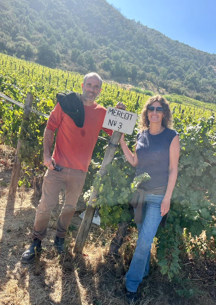 This Merlot No.3 vineyard makes stunning wine for <a href="/santa/">Santa Claus</a> Rita winery’s Floresta label. Except it’s not Merlot. It’s Carmenere. Why don’t they change the name? Well, it’s done fine for 100 years. So…Most Chilean Merlot used to be mostly Carmenere, not long ago. Everyone loved it.