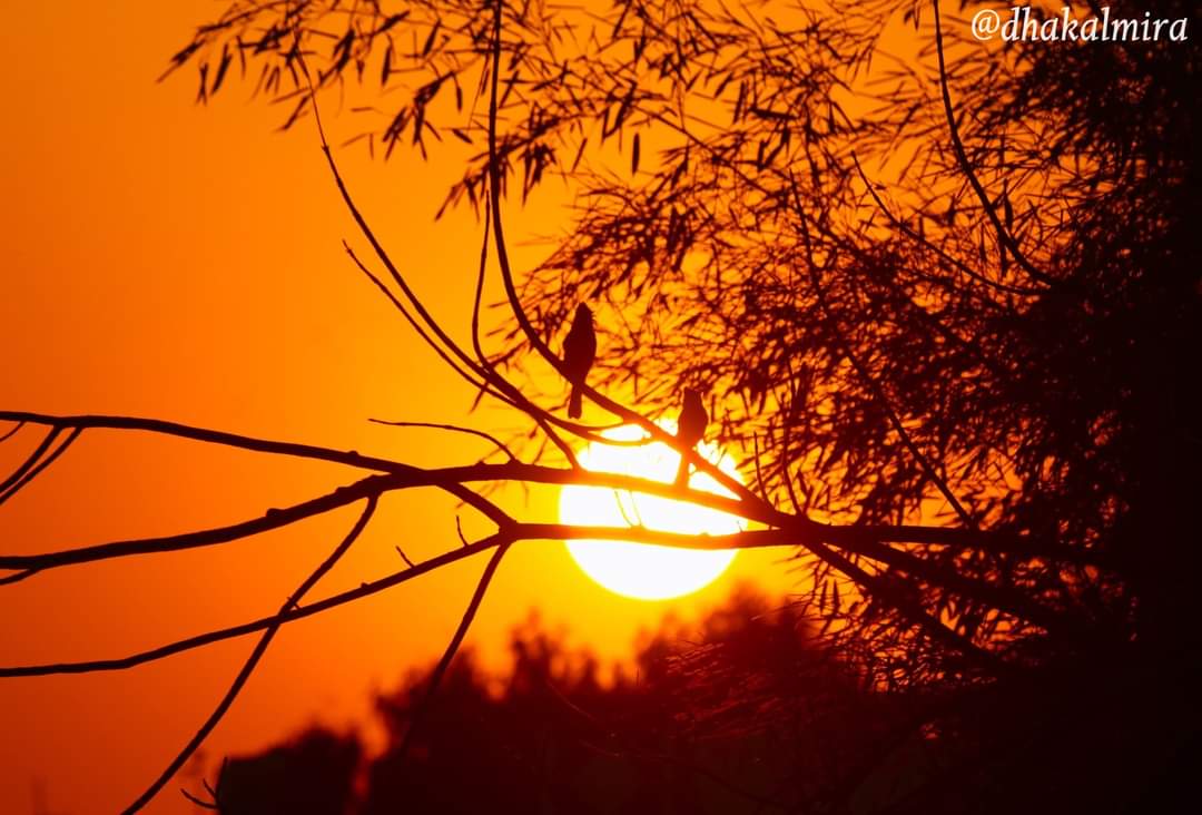 dhakalmira's tweet photo. My love for sunsets is eternal. Watching a setting sun is such a tranquil experience. #Sunset #Dayend #silhouette https://t.co/kvZReOnF1D