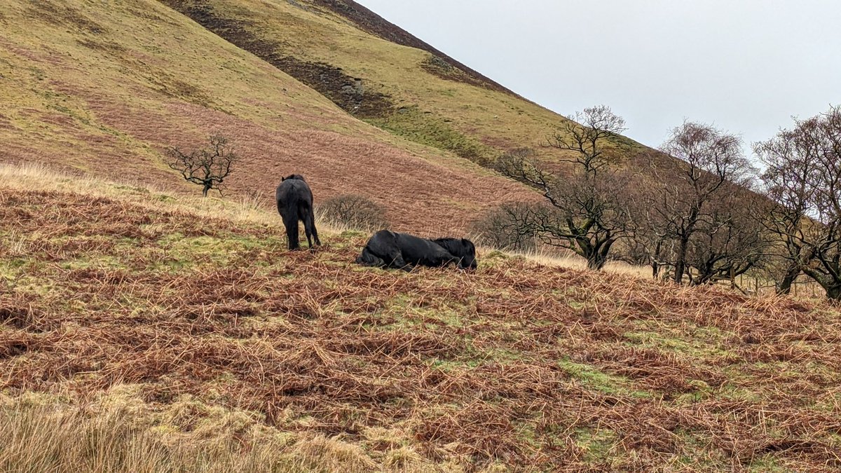 Fell Pony having a roll around on Bracken... All helping play a part in controlling it. Before introducing cattle and pony grazing, this bank of bracken was entirely deep litter (a bit like further up the fell in the background). Now you can see grassland is making a return!