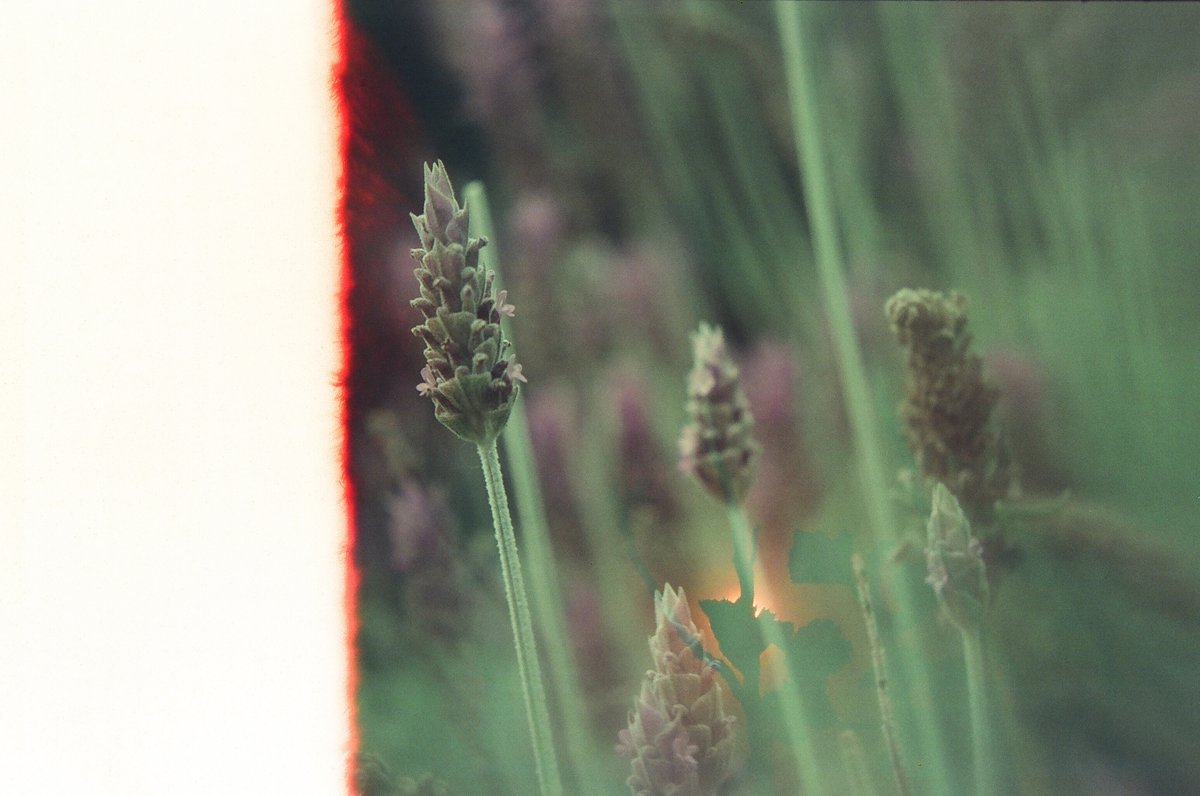 Gabriel Nebular tweet media