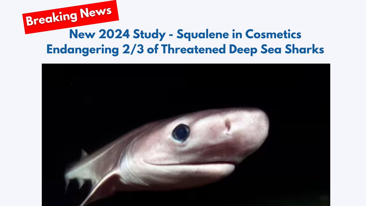 🔬🦈 New shark study: @NickDulvy confirms shark liver oil demand endangering ⅔ of threatened deep sea sharks. Used in cosmetics, Dulvy and scientists call for immediate action as deepwater sharks stand little chance of recovery without trade regulations. #robstewart #sharkwater