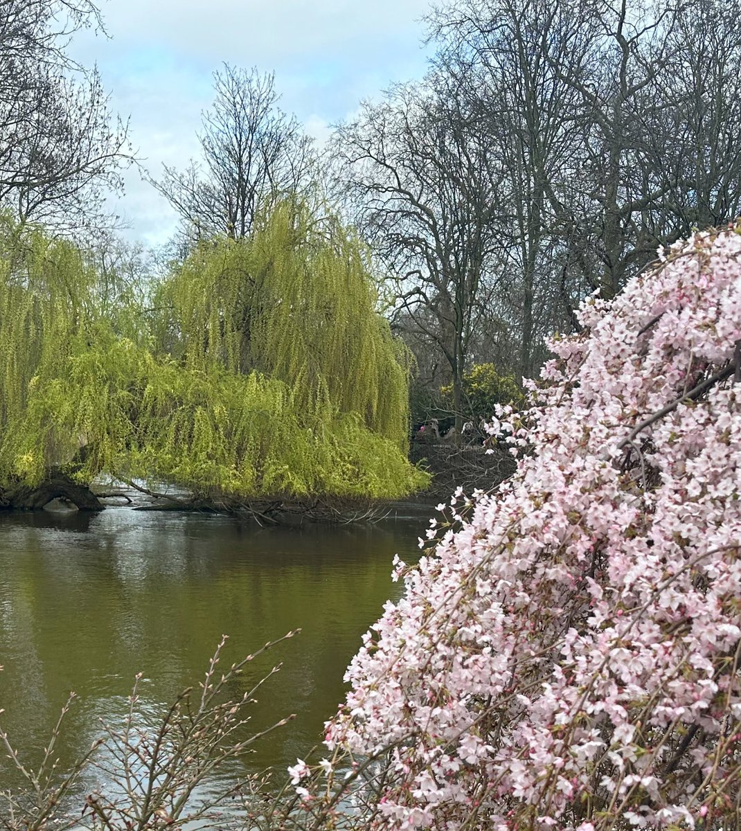 Weeping willow v weeping Japanese cherry in SJ Park