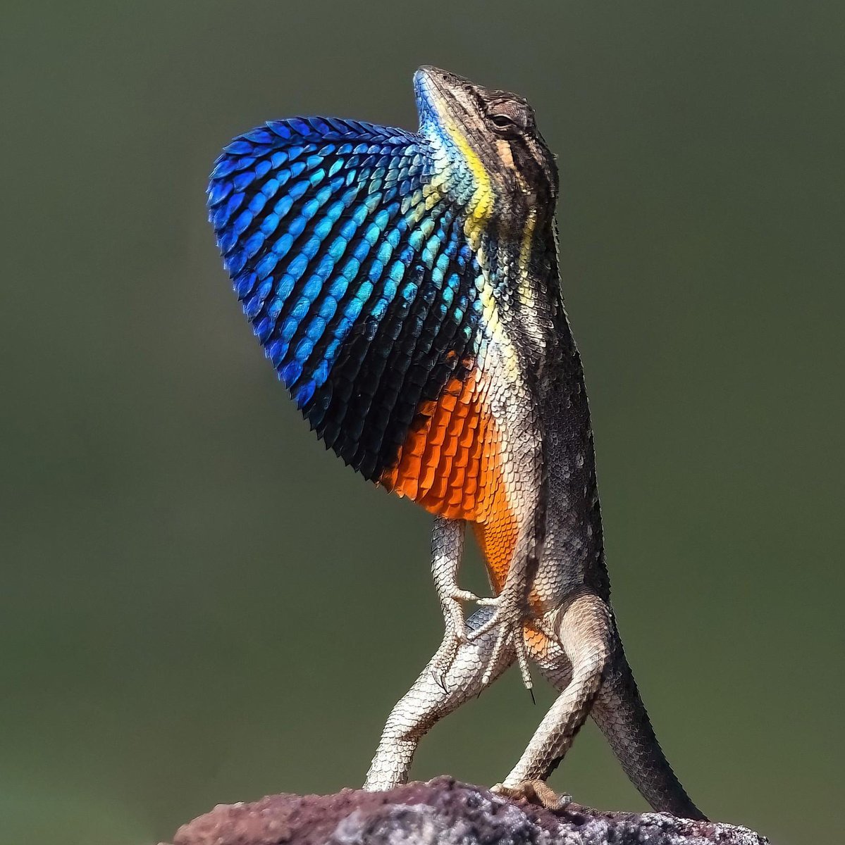 The fan-throated lizard 🦎 Aptly named, the males of this species have a brightly-coloured dewlap on their throats. This is primarily for impressing potential mates and warning off other males from their territory. #EarthCapture by Shrinath Bhatawadekar via Instagram.