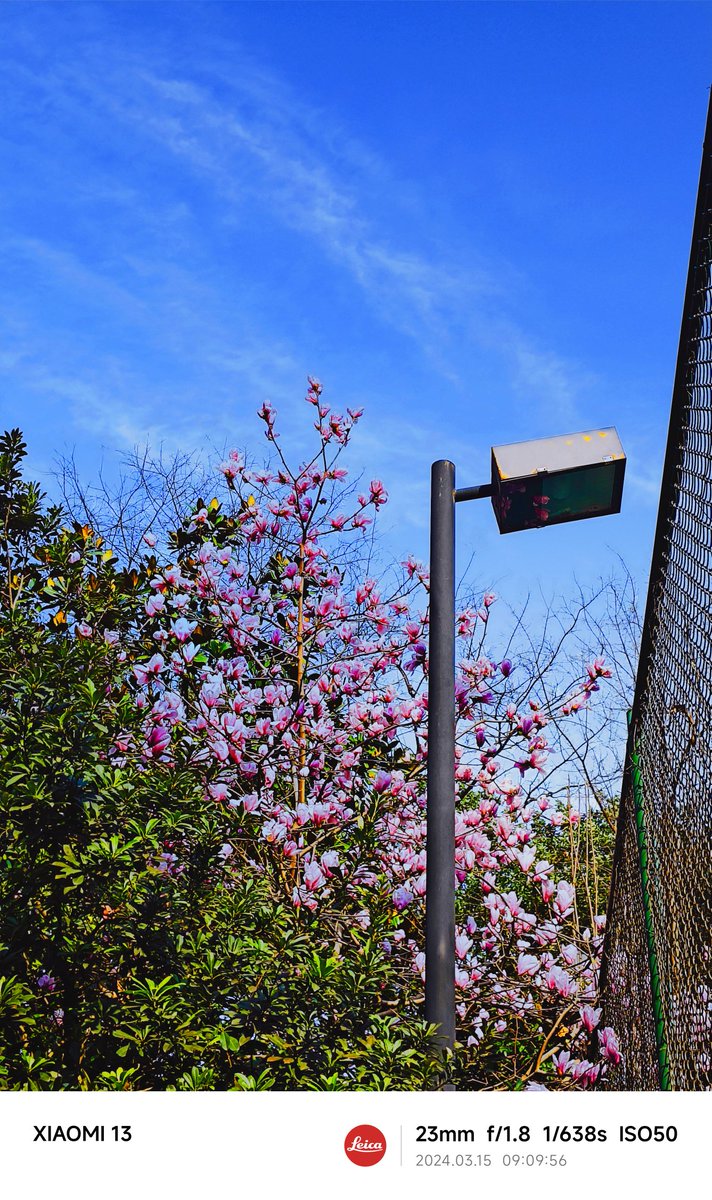 LucadW's tweet photo. The spring color of magnolia https://t.co/dnLXOkdrZO