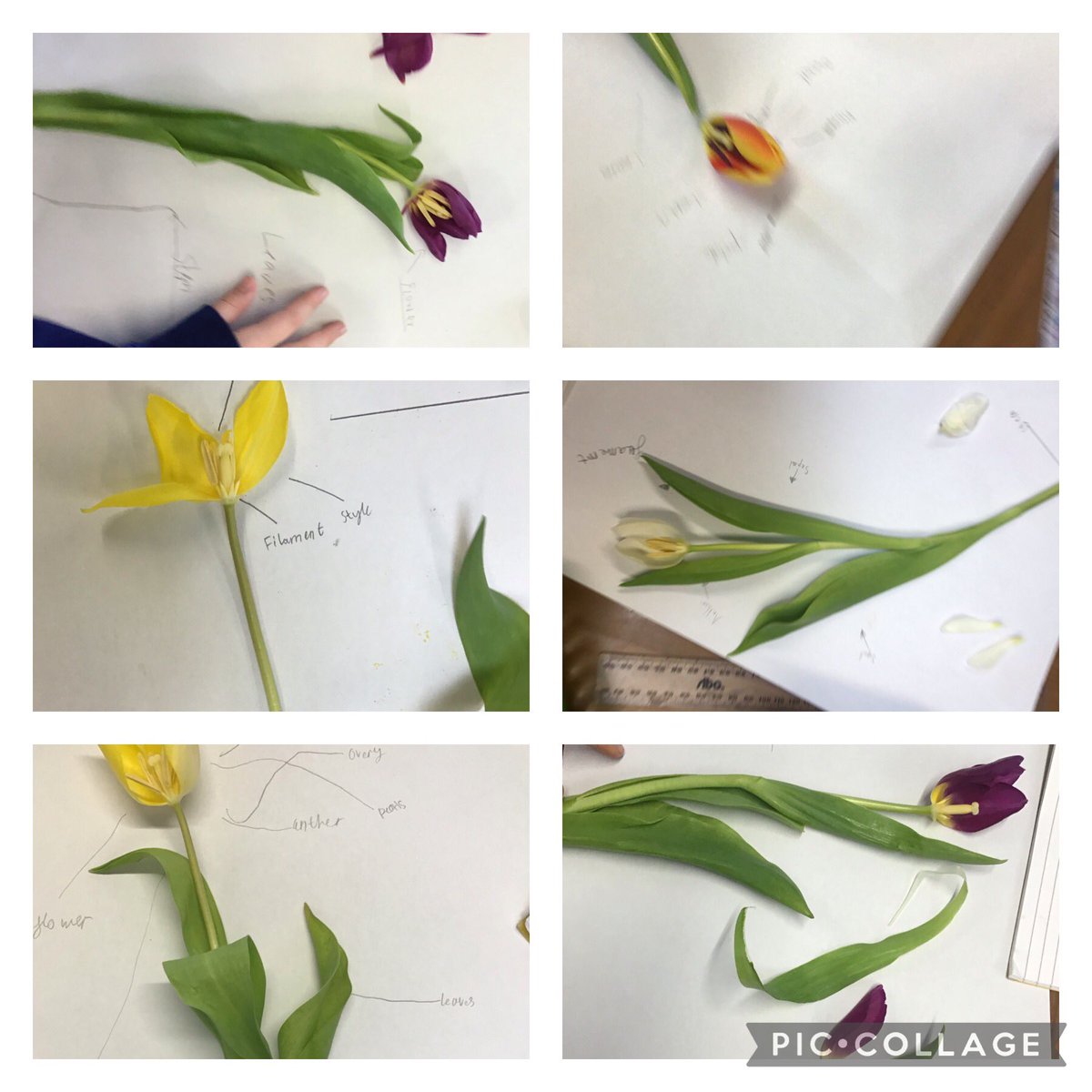 BroomfieldsJnr's tweet photo. 3AR have been dissecting flowers in science and learning about pollination.
#broomfieldsscience https://t.co/aodqoXpyZ1