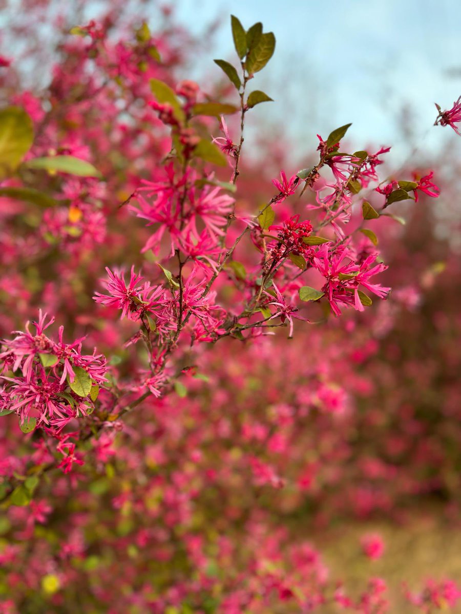 Sumudu Siriwardana tweet media