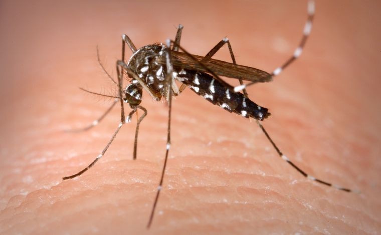Cadena3Com's tweet photo. Insectos estériles: la técnica utilizada en Mendoza para combatir al dengue https://t.co/8yavLFAdaV https://t.co/QNZ5tsiCzC