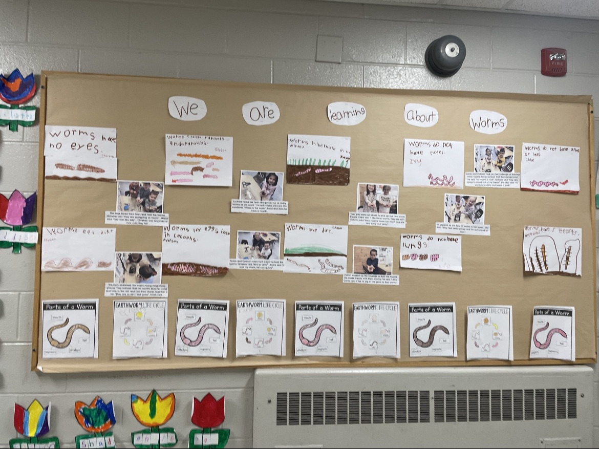 While volunteering, the JK's participated in a fascinating worm inquiry! From exploring habitats to understanding life cycles, these learners are embracing curiosity and discovery. @EY_uwindsor