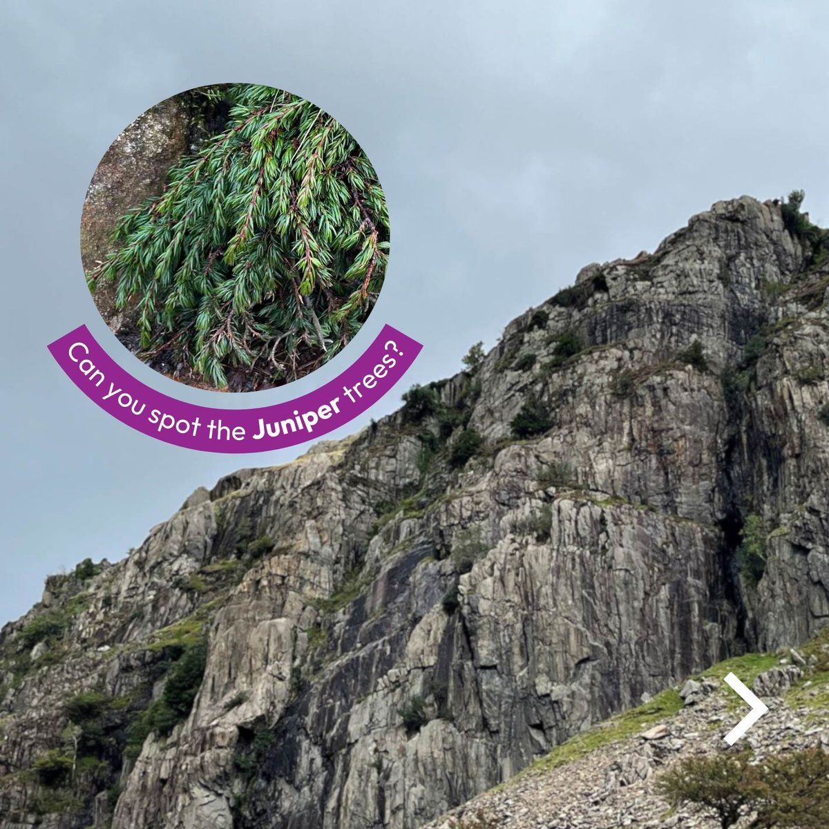 Did you know that high on the peaks of Yr Wyddfa (Snowdon) there is a mini magical woodland...and it's a forest of Juniper!🌲💜 On #NationalJuniperDay we're celebrating this amazing species, you find out more in our latest blog 👉 bit.ly/3VklT0d 📷 @fossilplants