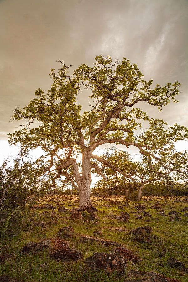 tpeakphotos's tweet photo. Ethereal Oak - Tehama County California

Prints and merch:
https://t.co/tO5Chnm4k9 

#beautifultree #mightyoak #twitternaturecommunity https://t.co/a6OcSSnNab