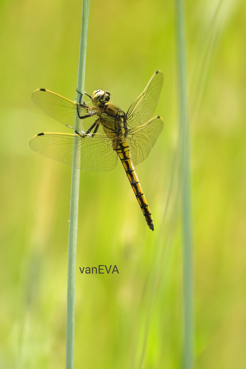 e_vanEVA's tweet image. Vandaag in #libellente de #gewoneoeverlibel