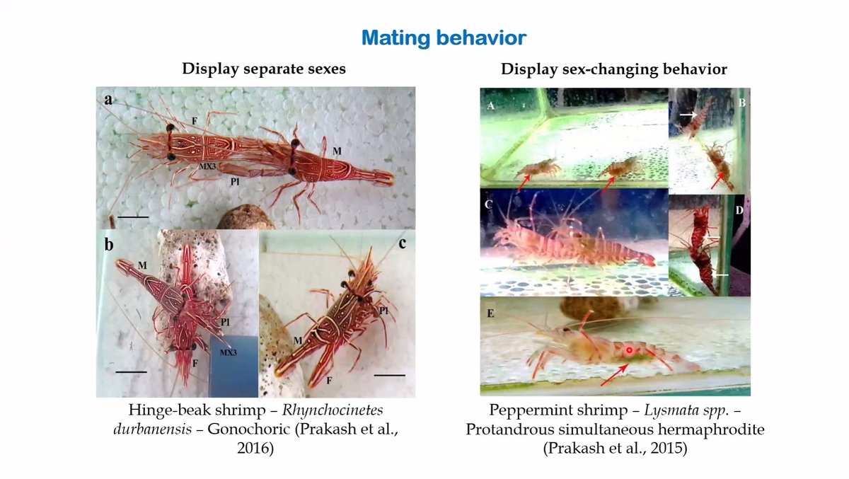 Had a great time listening to @Prakash_caridea discuss on 'Marine Ornamental Shrimps,' at online aquatic series hosted by @TheBiologyBen @bournemouthuni.
#indianshrimpspecies #marine
