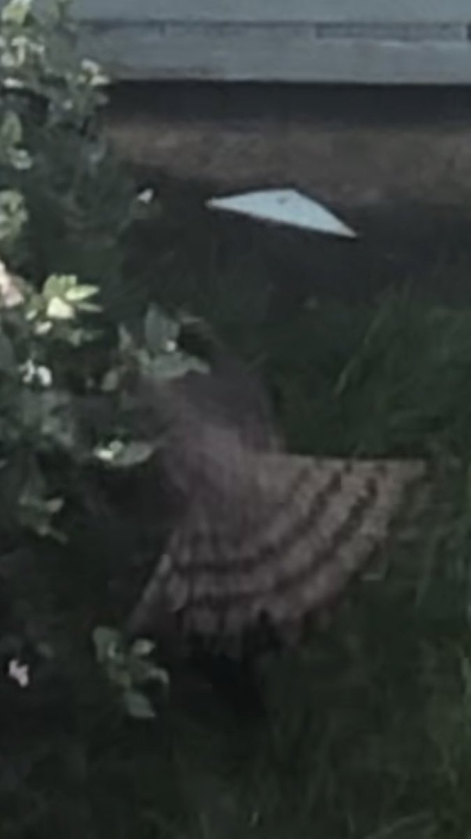 Anybody have any idea what bird of prey this is hunting in my garden this morning? Looks like a honey buzzard, huge commotion by the poor blackbird it savaged, it’s nature though and you don’t often get to witness them hunt. Beautiful bird! @ChrisGPackham @Natures_Voice