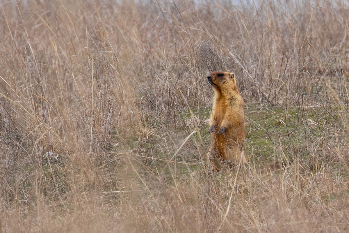 During the examination of the #steppe, we observed and photographed #marmots that had awakened and were standing sentinel near their dens. At least 10 animals were visible, appearing healthy and active, indicating a successful wintering period. @EndangeredLands 📷O. Bronskov