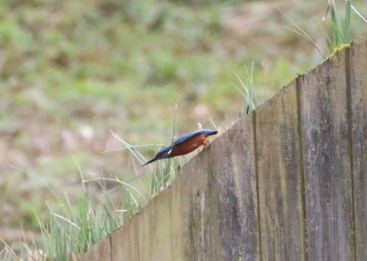 Ferring birder (@lizwalk1) on Twitter photo The light was poor and quite some distance but pleased with seeing both male and female #kingfishers at <a href="/WWTArundel/">WWT Arundel Wetland Centre</a> from the discovery hide. #birdwatching <a href="/Britnatureguide/">The British Nature Guide</a> <a href="/WWTworldwide/">WWT</a> The light was poor and quite some distance but pleased with seeing both male and female #kingfishers at <a href="/WWTArundel/">WWT Arundel Wetland Centre</a> from the discovery hide. #birdwatching <a href="/Britnatureguide/">The British Nature Guide</a> <a href="/WWTworldwide/">WWT</a>