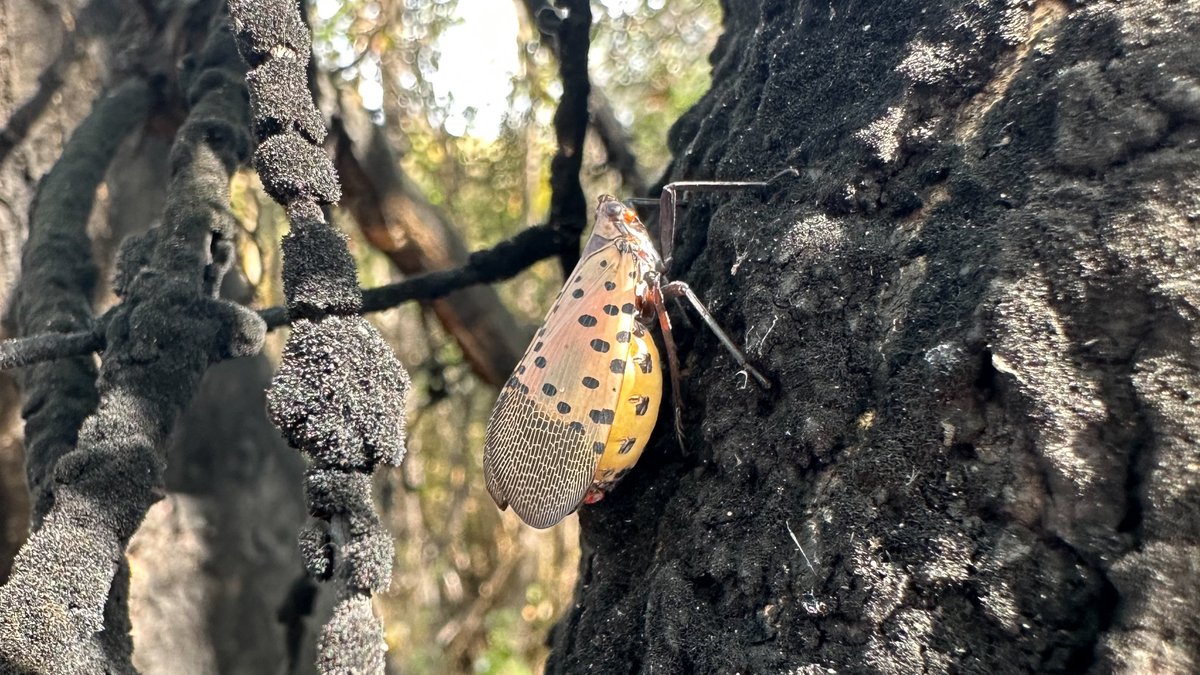 Assistant Professor Midhula Gireesh, in collaboration with @universityofga, spearheads a new project tackling Spotted Lanternfly challenges in specialty crops across the Southeastern US. With $10,000 in funding, experts unite to safeguard our crops. @UTIAg southernipm.org/projects/sipmc…