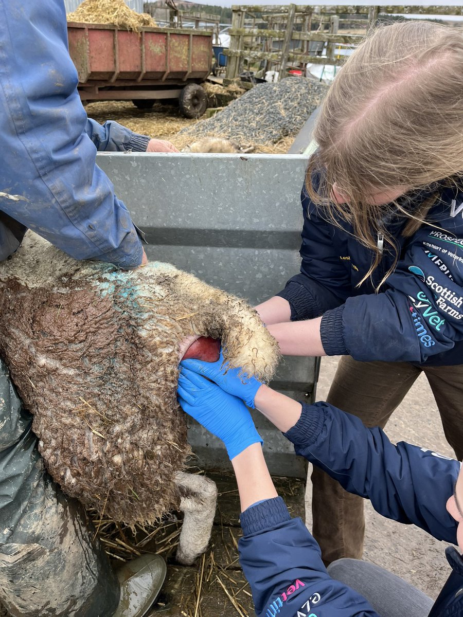 Out with final year students doing a few racehorse dynamic endoscopies and while there they replaced a prolapsed uterus in a ewe. Adaptable, enthusiastic, and great communication…. future of the profession pretty safe in their hands. <a href="/TheDickVet/">The Royal (Dick) School of Veterinary Studies</a> <a href="/BVACPD/">BVA CPD</a>