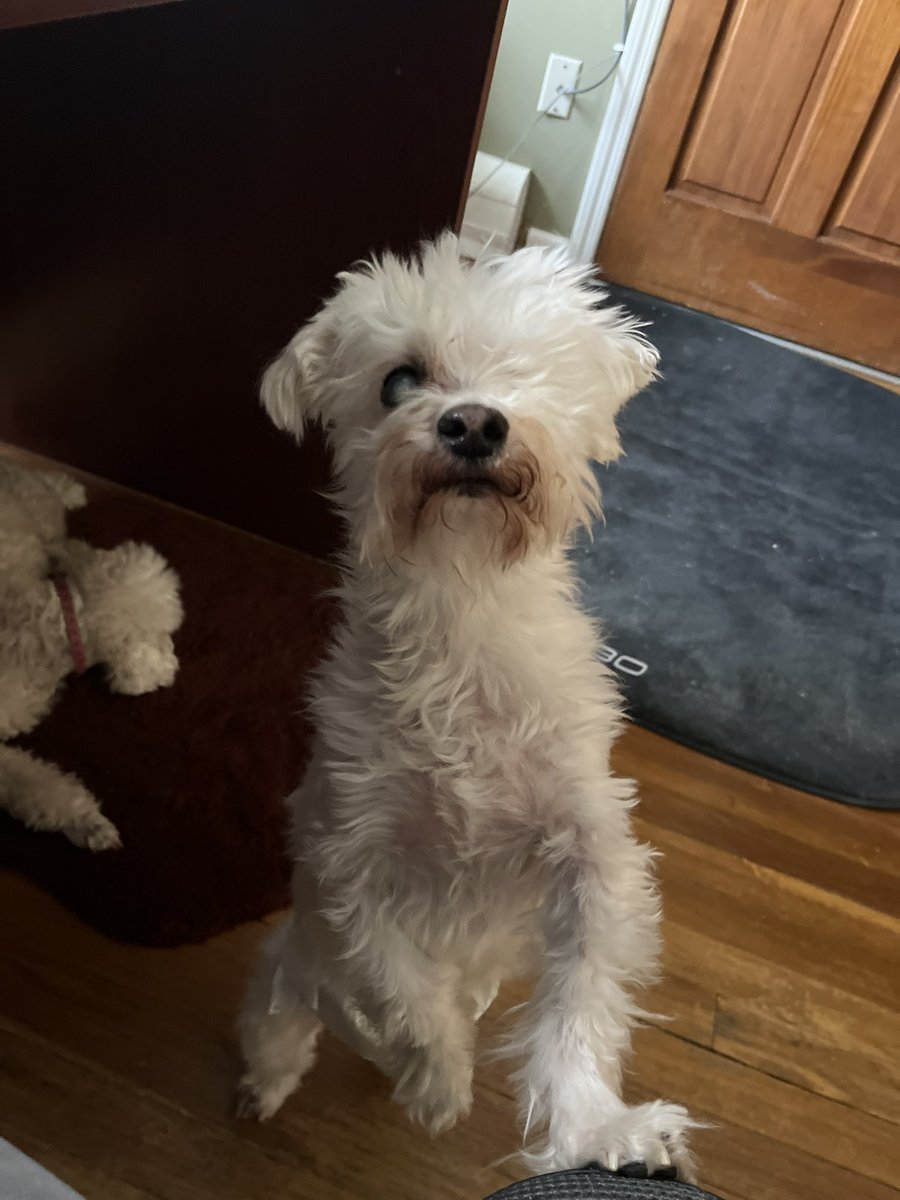 ChooChooCharl17's tweet photo. Hi friends, 
Been offline for a bit. I had a little issue with my left eye and now I am a one-eyed Charlie.  I get around just fine and my hoomans are taking special care of me.  Love you all and glad to be back in the game! Have a great weekend, everyone! https://t.co/gTLUvJ3Tgt