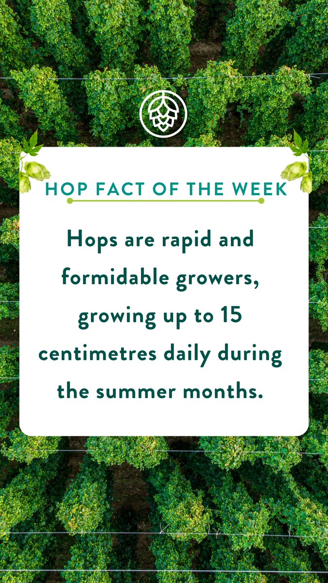 CharlesFaram's tweet photo. Reaching new heights and at incredible rates! π± Hops can grow by up to 15 centimetres per day! πΎ
#HopToTheTop #HopFact #HarvestSuccess https://t.co/dagoSlhXO3