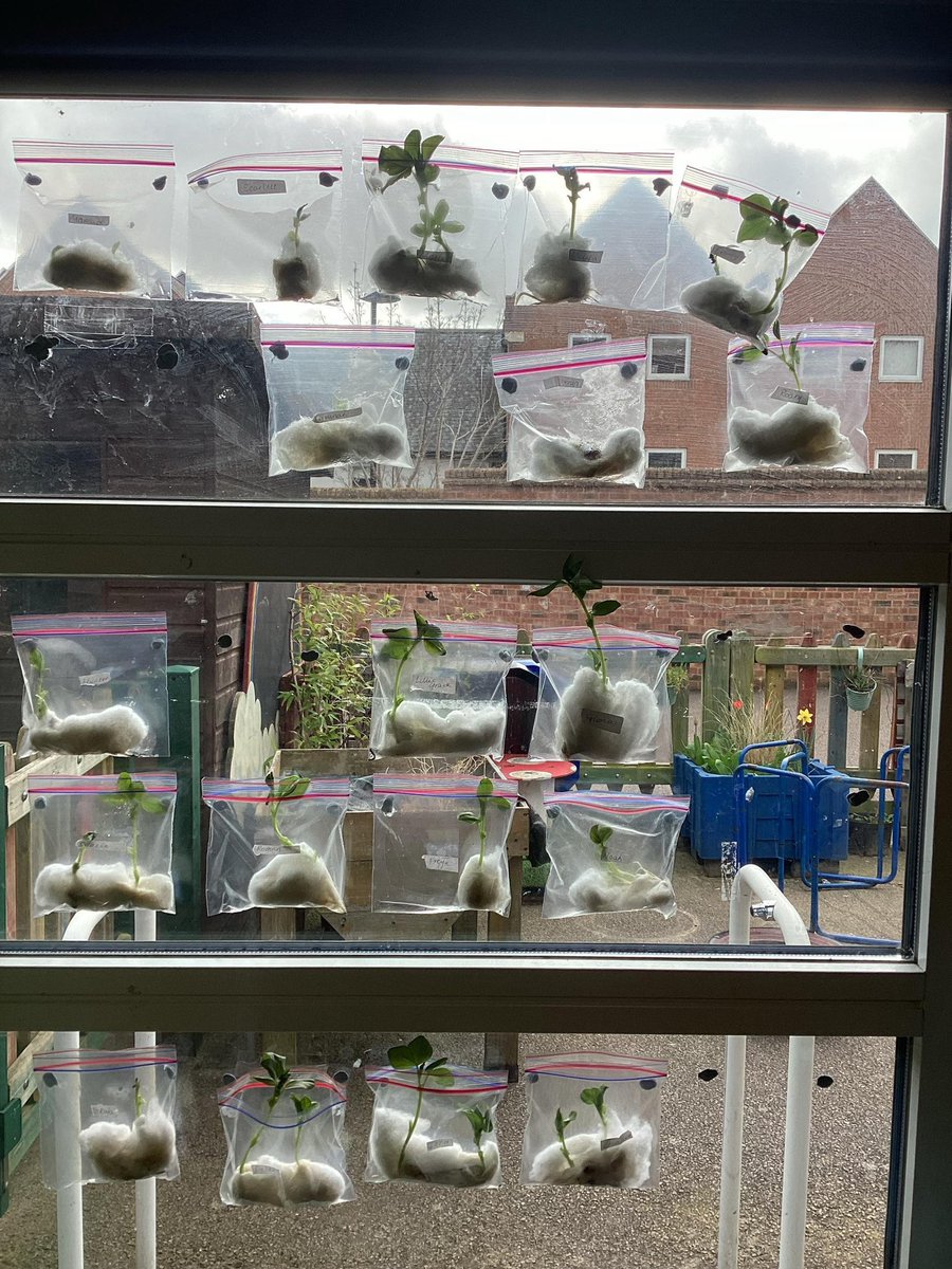 UptonclassRKC's tweet photo. Look at how our beans have changed! 🌱

@uptonclassRJF https://t.co/kMqyouzNMC