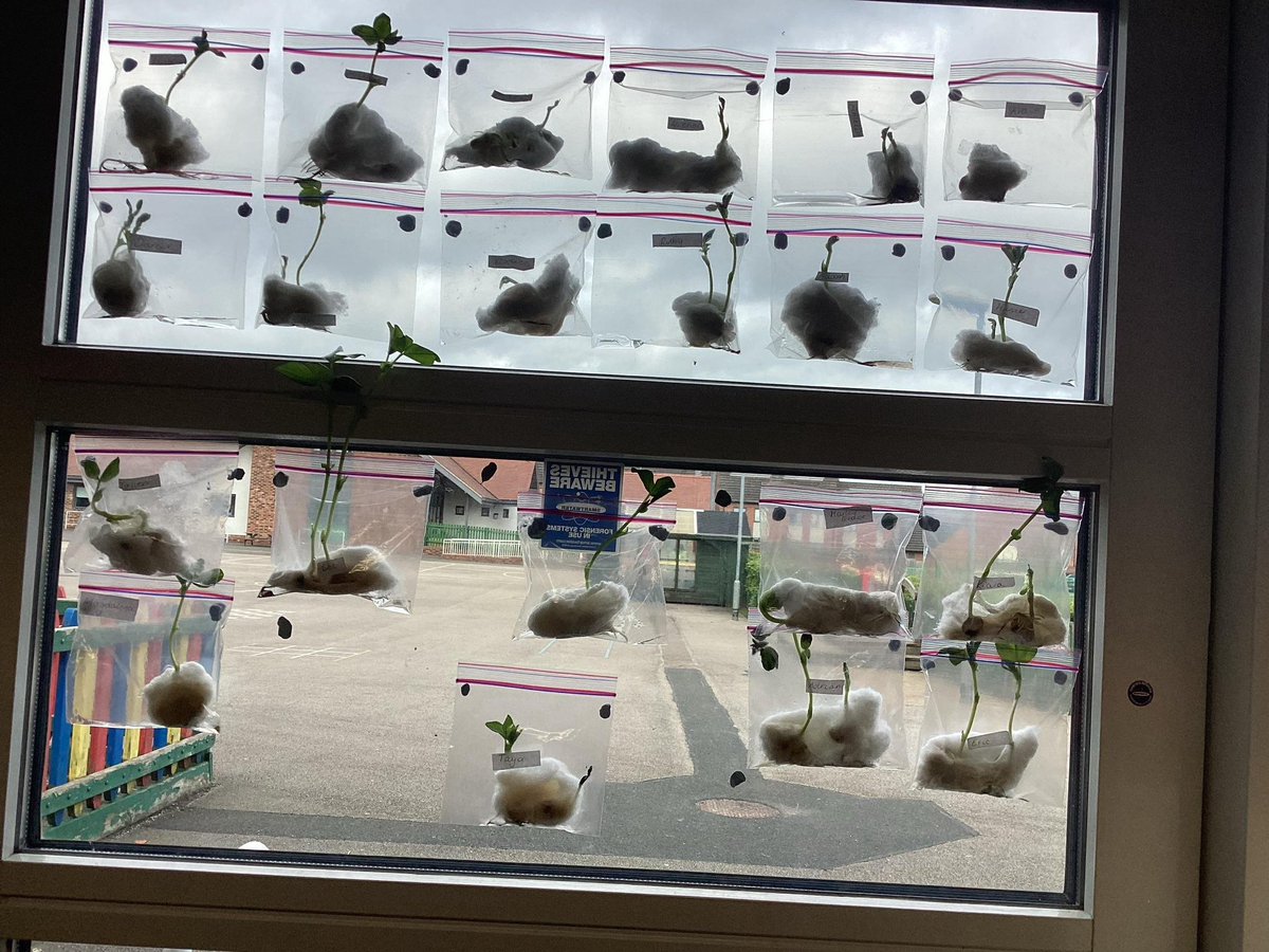 UptonclassRKC's tweet photo. Look at how our beans have changed! 🌱

@uptonclassRJF https://t.co/kMqyouzNMC