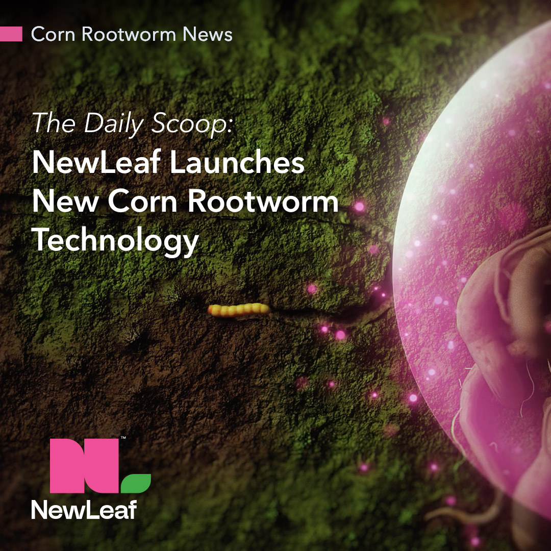 IN THE NEWS: @FarmersAdviser featured NewLeaf’s TS201, which is the first technology of its kind that repels #CornRootworm in the soil. Read more at: thedailyscoop.com/news/new-produ…
