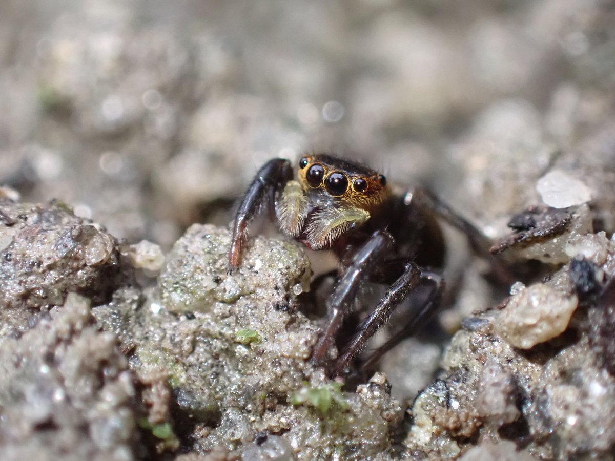 Inverts don’t get much more photogenic than jumping spiders! These male and female Hasarius adansoni were found in the rainforest biome of the Eden Project yesterday 😍