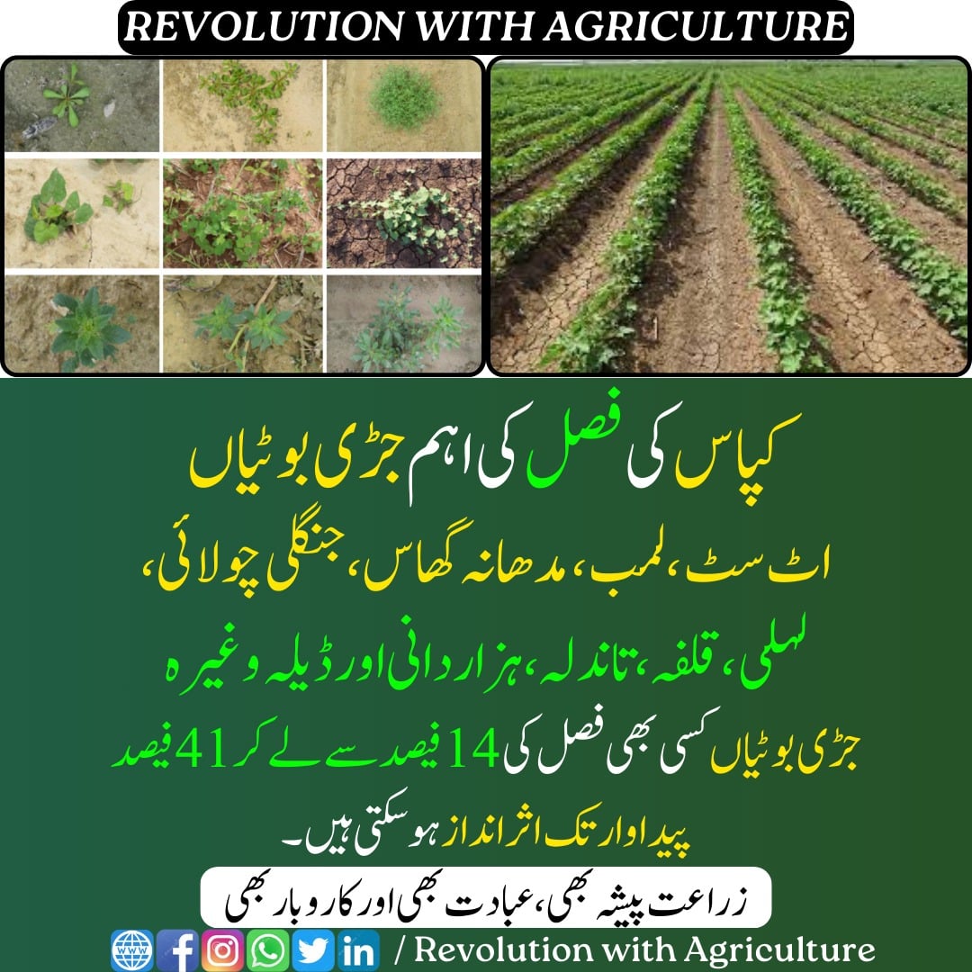 کپاس کی جڑی بوٹیوں کے نام:
mumerjaved.com #revolutionwithagriculture
#Agriculture #farming #farmers #kissan #digitalagriculture #crops #farming #technology #innovations #sowing #cotton #seeds  #sustainablefarming #germination   #agriculturalscience #weeds