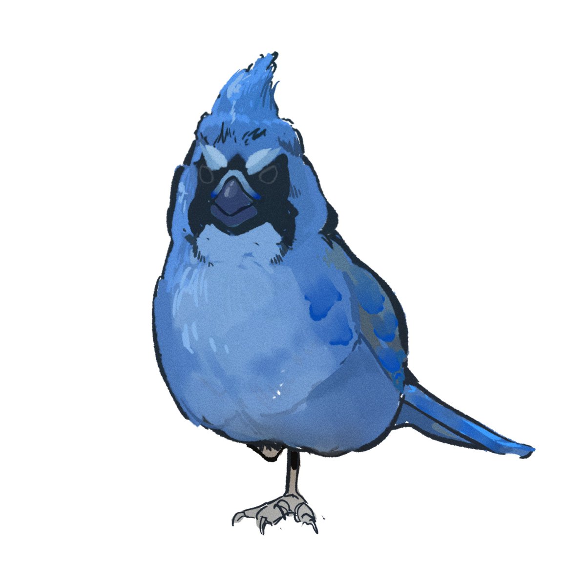 🥶bird