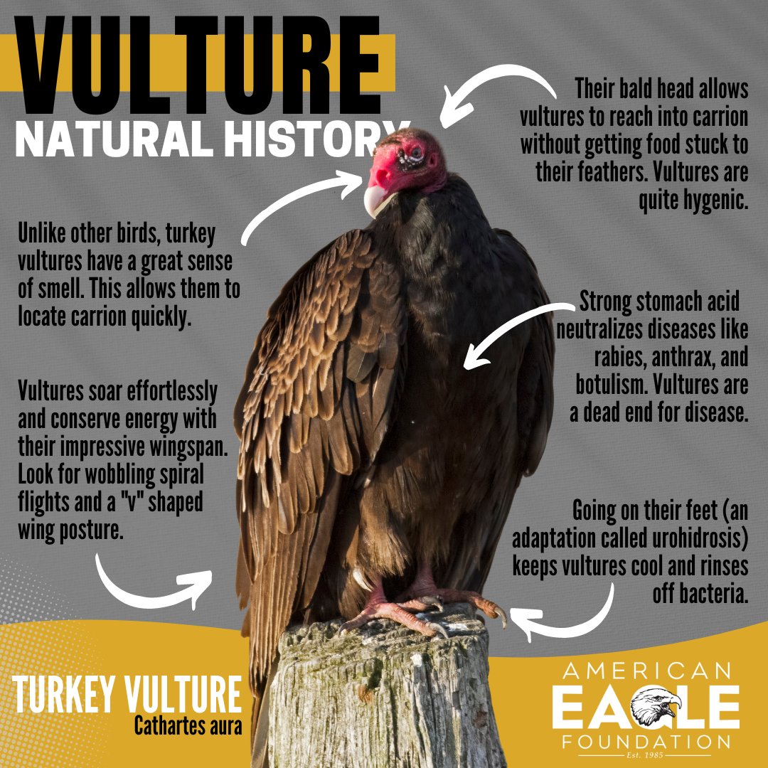 American Eagle Foundation tweet media