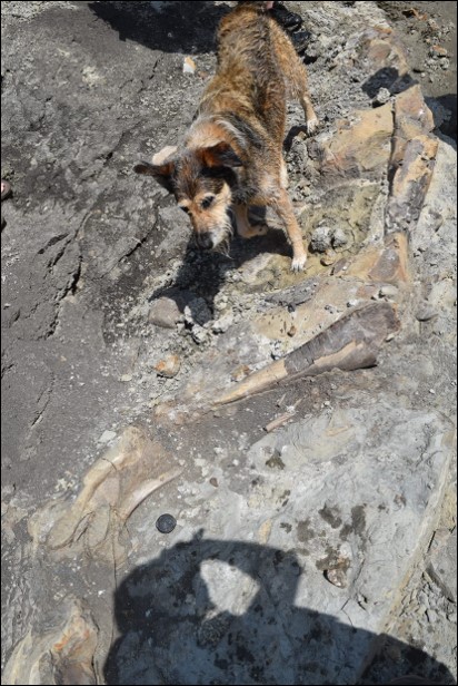 #FossilFriday! The @CurrieMuseum's #PaleoPooch, Aster, turns 10 this week. Here's a picture of her in 2023 with a c.f. #Edmontosaurus #leg from a site in the @MDofGreenview in northern Alberta. #dinosaur #hadrosaur #workingdogs