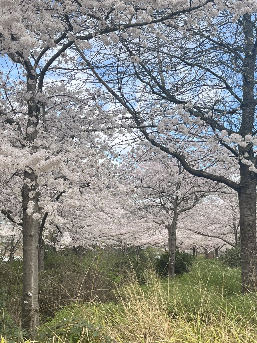 Le parc de
Boulogne -ecoquartier du Trapèze