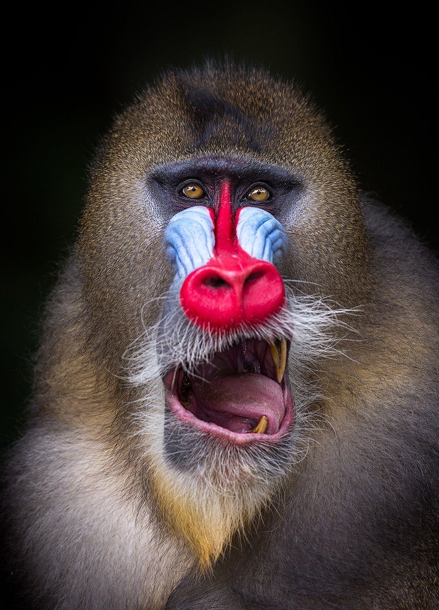 Happy weekend with this cheerful-looking mandrill photographed in the wild. Red nose, long canines, and a well-groomed yellow beard; mandrill males go a long way to look good (and powerful). Gabon.