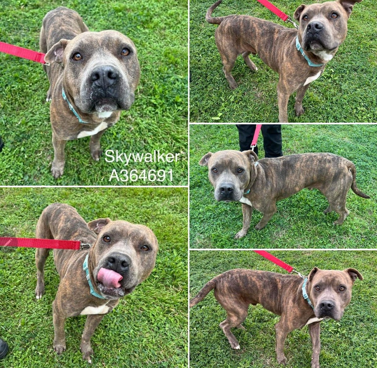 🆘️🐾SKYWALKER 🐾  #A364691 😢#Tbk 3/18 #Ccpets #CorpusChristi #TX 4 yo #APBT Male terrified in field but friendly w staff later
#AdoptDontShop