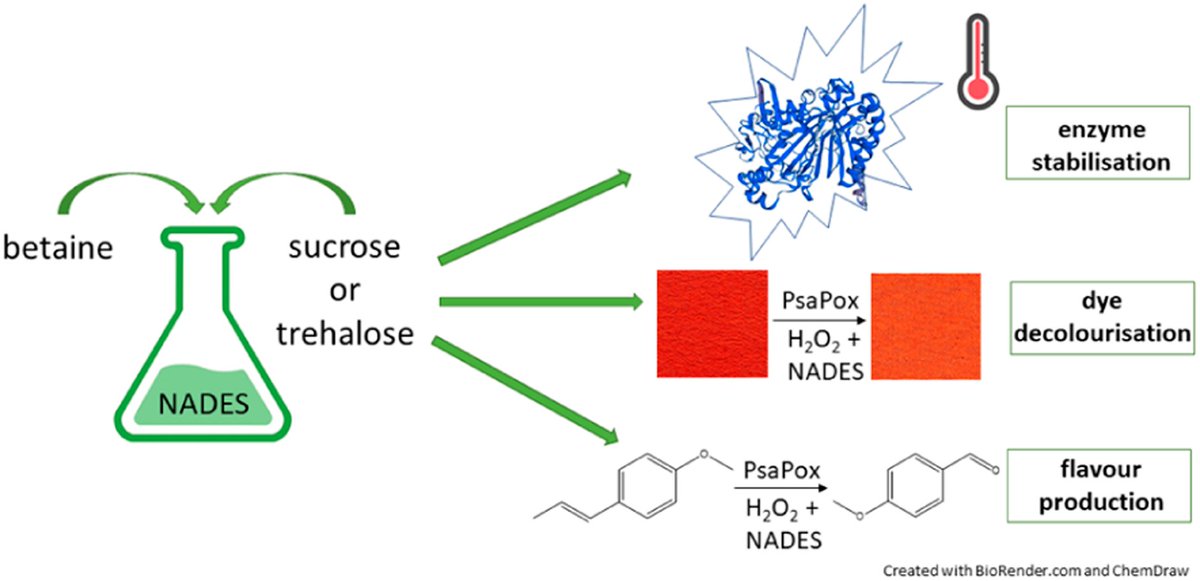 Take a look at the work by Maria Garbe et al. entitled 'Improving the stability and activity of a dye-decolourizing peroxidase using NADESs' published #OpenAccess in #RSCSustainability: doi.org/10.1039/D3SU00…