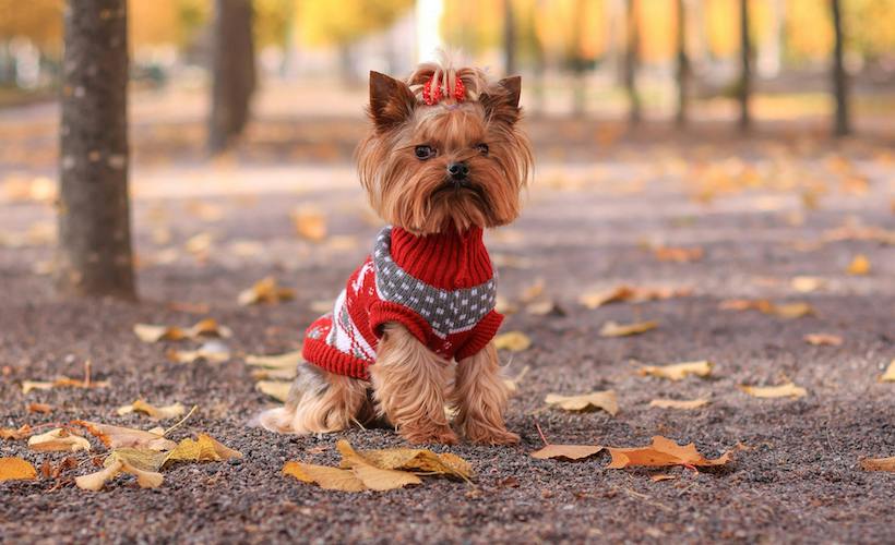 Huge Slut? Small Dog’s Entire Wardrobe Crotchless: ow.ly/Ueij50QTIU8