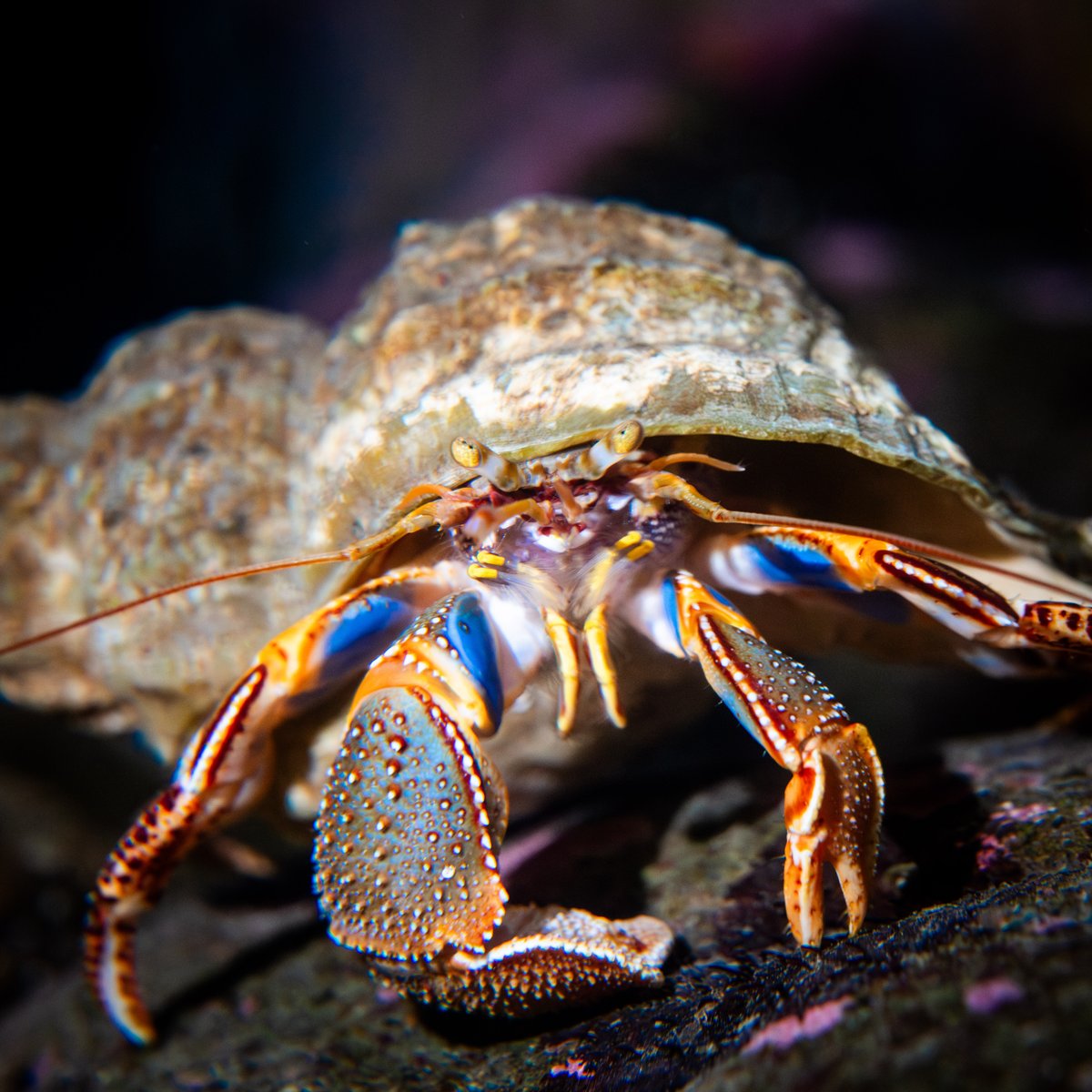 Feeling *crabby* that spring break is almost over?
End your week with a trip to the ASLC! 

There's still time to book a sneak peek or animal encounter that we're opening early for this week only! 

Reserve your spot: alaskasealife.org/tours_encounte…