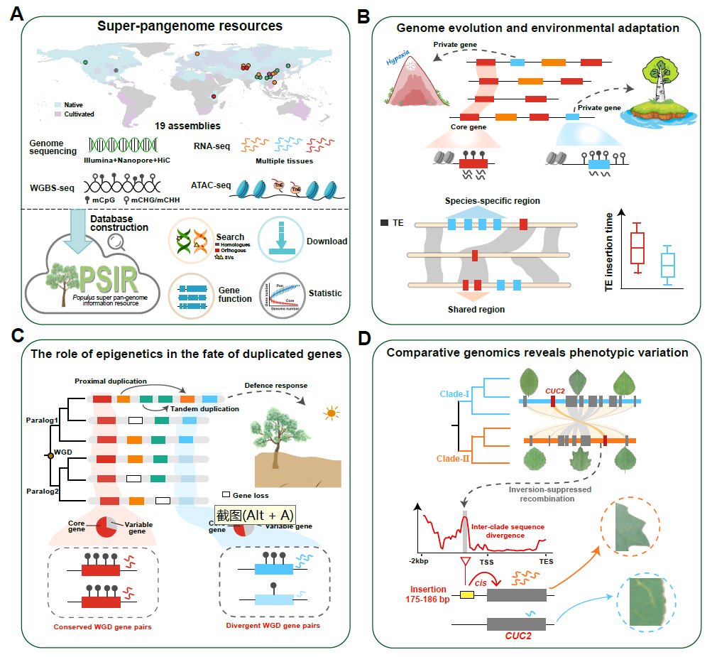 The super-pangenome of Populus unveil genomic facets for its adaptation and diversification in widespread forest trees #research #MolecularPlant cell.com/molecular-plan…