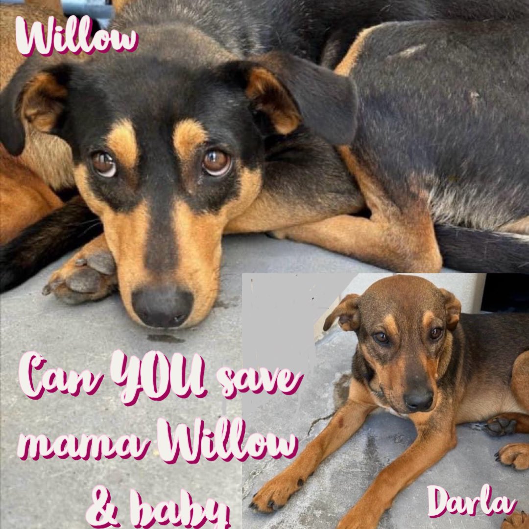 🙏Plz HELP Mama & Baby🙏
🆘WILLOW 2yrs 
🆘DARLA 9mths BABY😭
#A364642 #A364643
CorpusChristi AC Tx
Australian Kelpies
Both SCARED & don’t want 2 DIE together
🔥☠️3/18☠️🔥
In same kennel 4 comfort
DARLA looks to Mama 4 protection but WHO can Mama look to?
They need your HELP
Plz…
