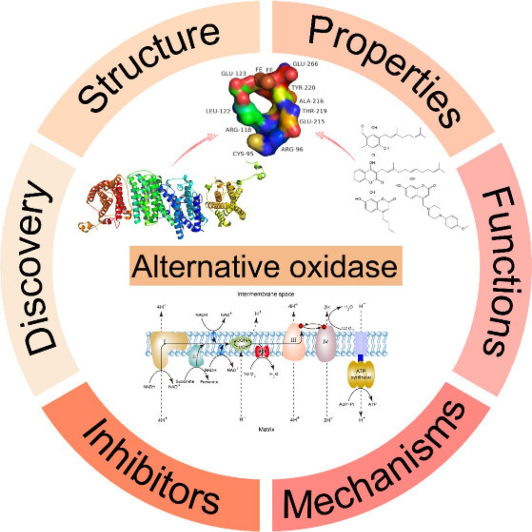 This paper reviews current knowledge on the development, structure, and properties of AOXs, and their roles and mechanisms in plants, animals, algae, protists, fungi, and bacteria, with a special emphasis on the development of AOX inhibitors. Read now: go.acs.org/8u1