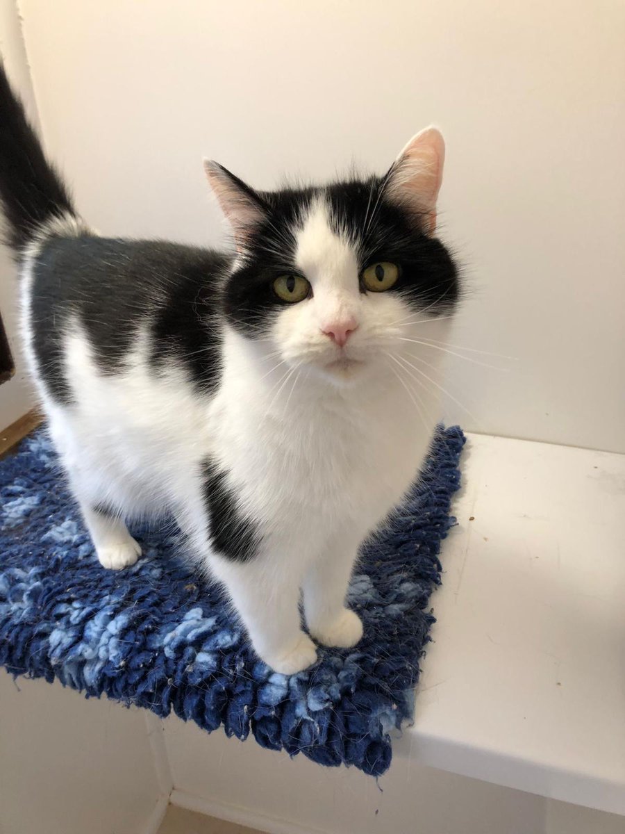 Isn’t Tilly gorgeous! She’s looking for a new home, due to her owners ill health. Shes around 9 years old and would make a fantastic companion. She’s very friendly and loves to sit with you. No other cats or dogs. #AdoptDontShop #CatsOfTwitter #CatsOfX