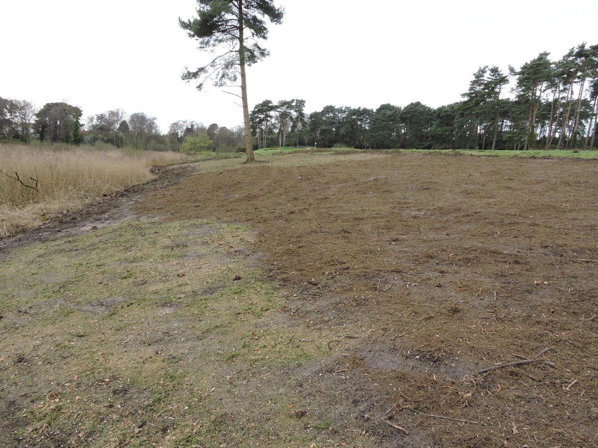 Heathland restoration in full swing @PurdisHeathGolf areas worked on during winter having litter removed, seeded with Fescues & Heather brash and seed pods collected on site. 1/3 done so will continue next week all part of our Countryside stewardship scheme @Ecology1BIGGA