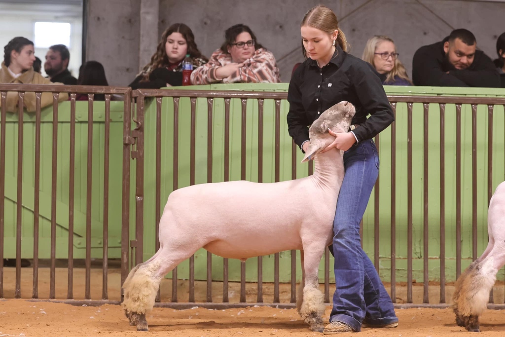 KCAL KISD (@kcal_kisd) on Twitter photo Our <a href="/KellerISDFFA/">Keller FFA</a> Lamb Exhibitors attended the 2024 Tarrant County Junior Livestock Show on Wednesday and did an amazing job! Congratulations to all of our exhibitors! 🐑
#kcal #kellercenterforadvancedlearning #kisd #kellerisd #CelebrateKISD #CTEinKISD #theKCALconnection Our <a href="/KellerISDFFA/">Keller FFA</a> Lamb Exhibitors attended the 2024 Tarrant County Junior Livestock Show on Wednesday and did an amazing job! Congratulations to all of our exhibitors! 🐑
#kcal #kellercenterforadvancedlearning #kisd #kellerisd #CelebrateKISD #CTEinKISD #theKCALconnection