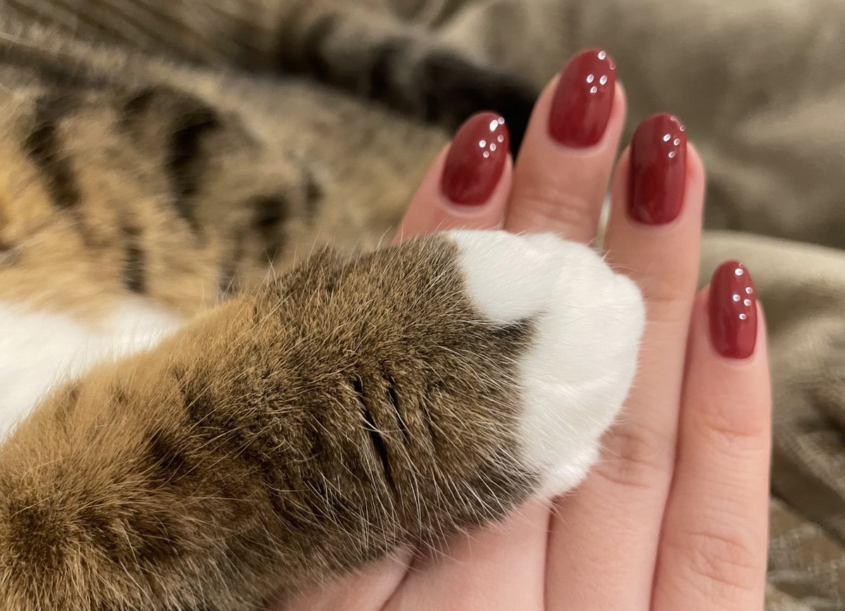 koyamamomoyo's tweet image. 現在のネイルです🐾