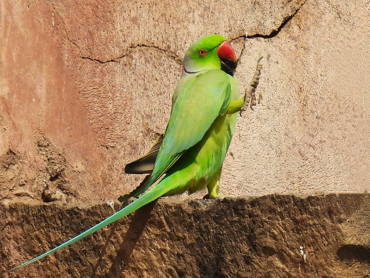 This Rose-ringed Parakeet is very happy and looking forward to the weekend 😀 #BirdsSeenIn2024 #India