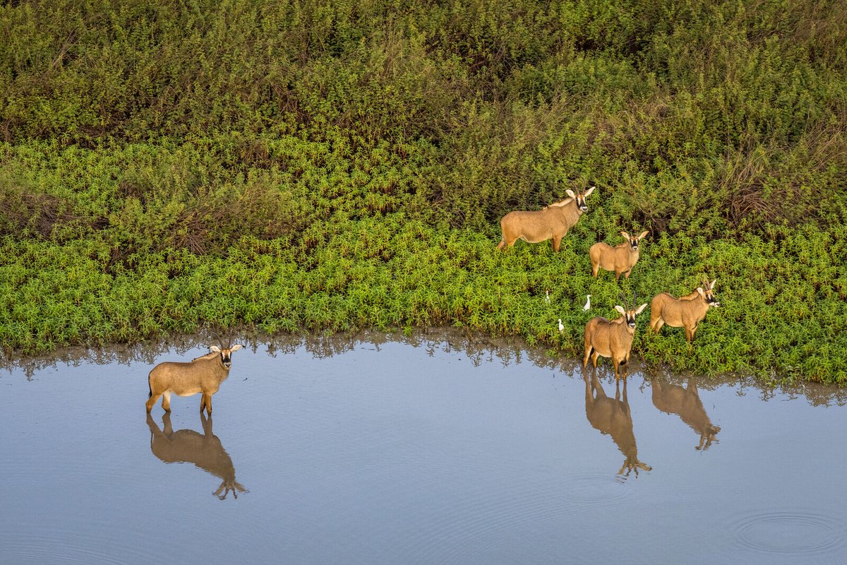 AfricanParks's tweet image. The Chinko team in CAR with the support of the European Union and @USAID is working with local radio stations to provide skills training to employees, and helping them host environmental programs designed to speak to local communities about the importance of conservation.