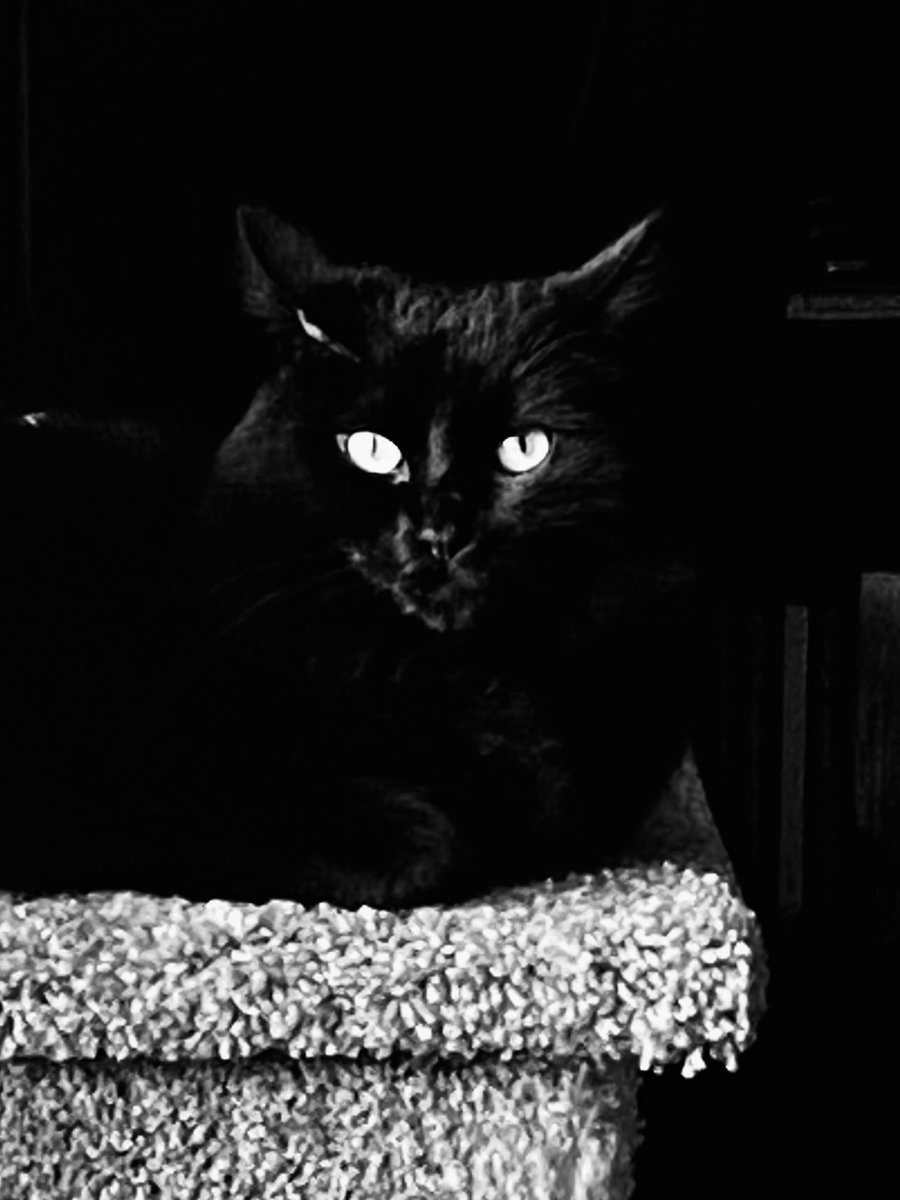 🖤🐈‍⬛ #CatsNoirFriday 🖤🐈‍⬛

#BlackCats #CatsOfTwitter #CatsOfX #Cats #FridayVibe #CatPeople #Panfurs